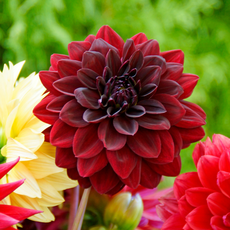 Dahlia «&nbsp;Mille et une nuit&nbsp;»