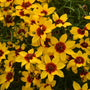 Close up of Golden Needles Tickseed with its golden yellow flowers and deep maroon centers.