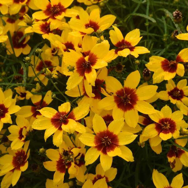 Close up of Golden Needles Tickseed with its golden yellow flowers and deep maroon centers.