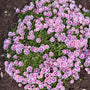 Pink Radiance Ice Plant has darker  pink centers with almost white outer edges of each flower.