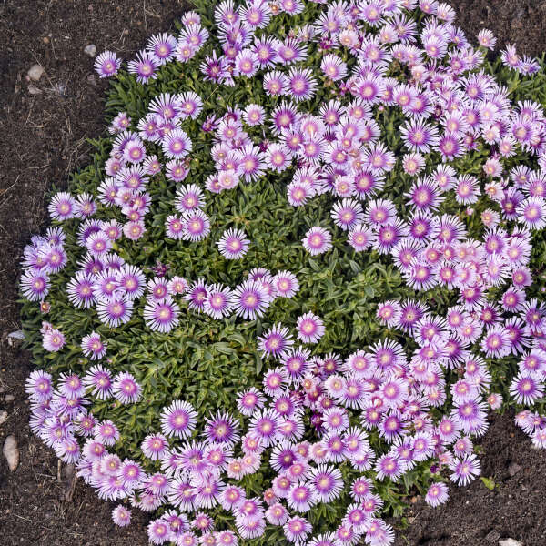 Pink Radiance Ice Plant has darker  pink centers with almost white outer edges of each flower.