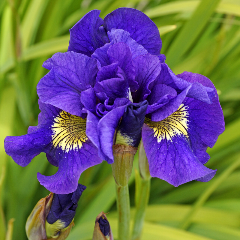 Gros plan sur des fleurs violettes d'iris de Sibérie 'Concord Crush'.