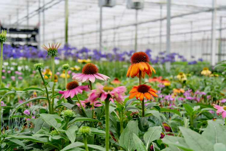 coneflowers in the greenhouse