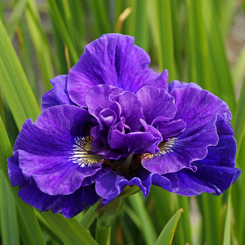 Great Garden Plants Concord Crush Siberian Iris