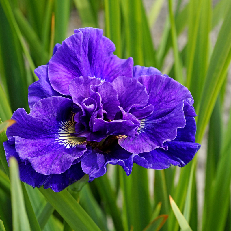 Gros plan sur des fleurs violettes d'iris de Sibérie 'Concord Crush'.
