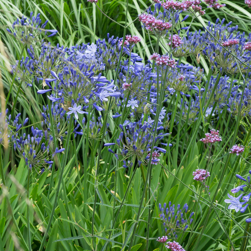 'Dr. Brouwer' Lily-of-the-Nile blue flowers