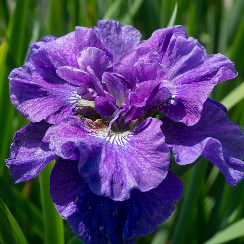 Iris de Sibérie 'Concord Crush'