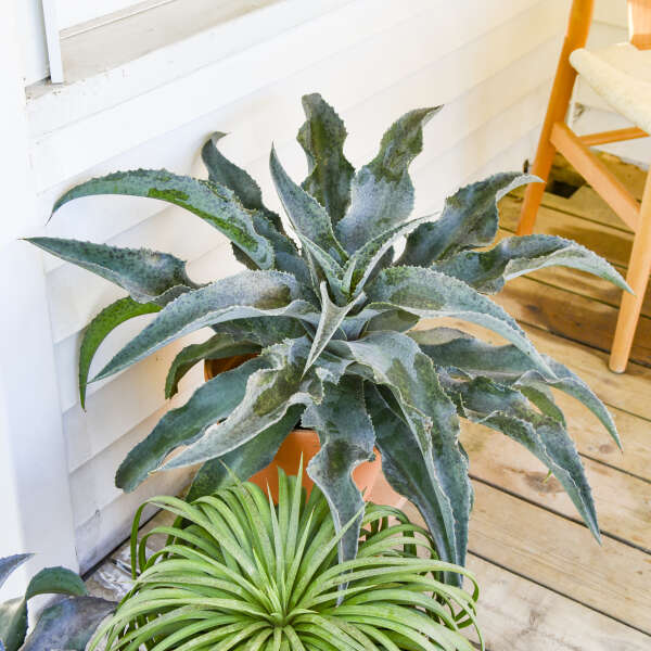 Mangave assis sur le porche