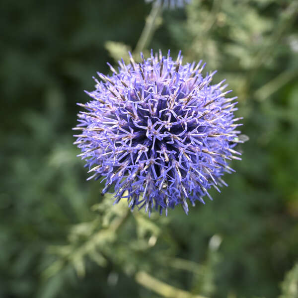 Up close image of globe thistle flowers