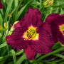 Rainbow Rhythm 'Nosferatu' Daylily has deep rich burgundy color with yellow eye.