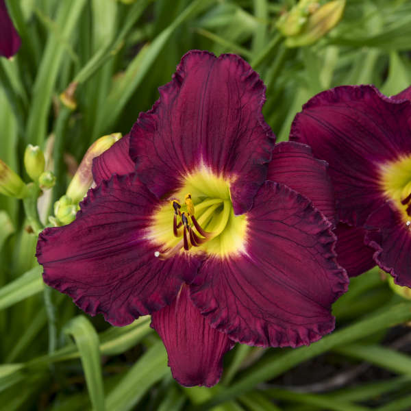 Rainbow Rhythm 'Nosferatu' Daylily has deep rich burgundy color with yellow eye.