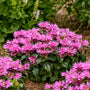Pink bee balm flowers with glossy green foliage