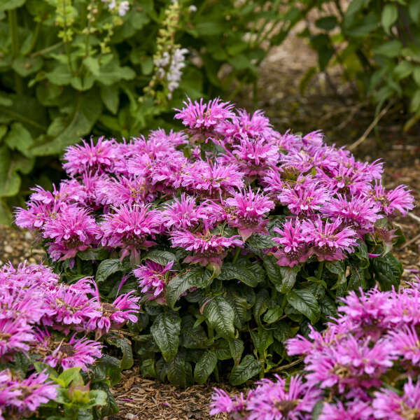 Pink bee balm flowers with glossy green foliage