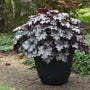 Heuchère 'Prom Dress' de la variété Dressed Up®, avec ses feuilles fortement frisées aux nervures anthracite foncées, en pot.