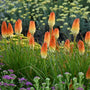 Kniphofia Hot and Cold Red Hot Poker orange and gold stalks in garden 