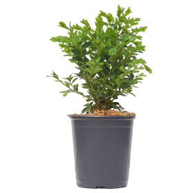Standard 1 quart shrub