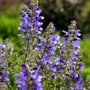 Close up of Living Large™ Big Sky Salvia violet blue flowers.