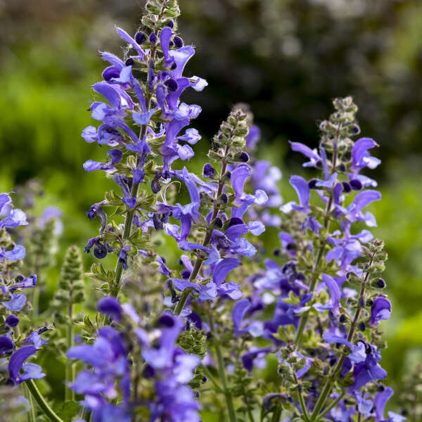 Close up of Living Large™ Big Sky Salvia violet blue flowers.