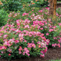 Pink Drift Rose makes a great groundcover with its many shades of pink.