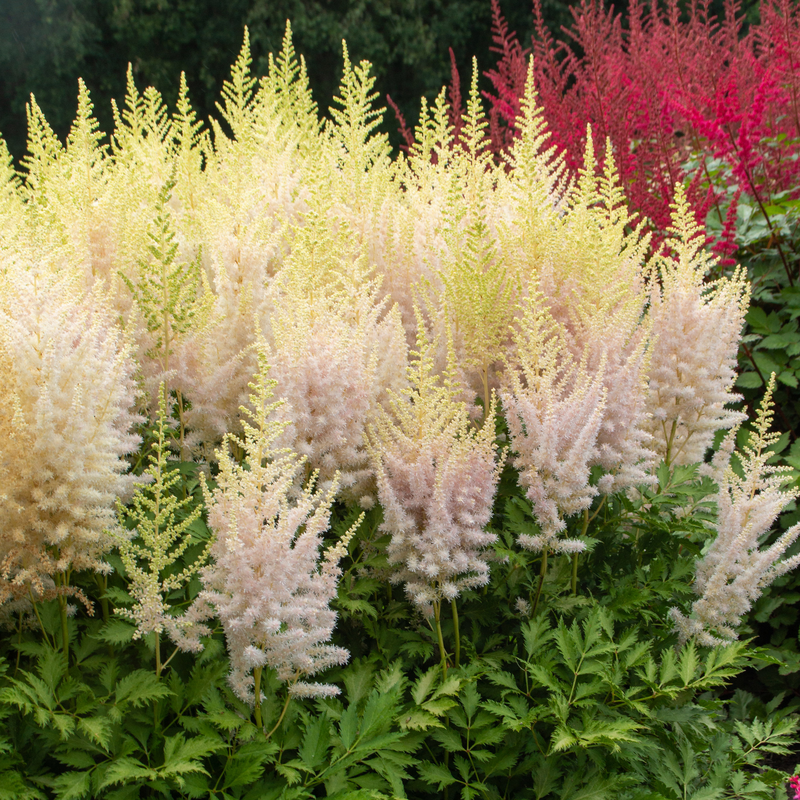 Fleurs d'astilbe 'Lait et Miel'
