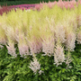 Fleurs d'astilbe 'Lait et Miel'