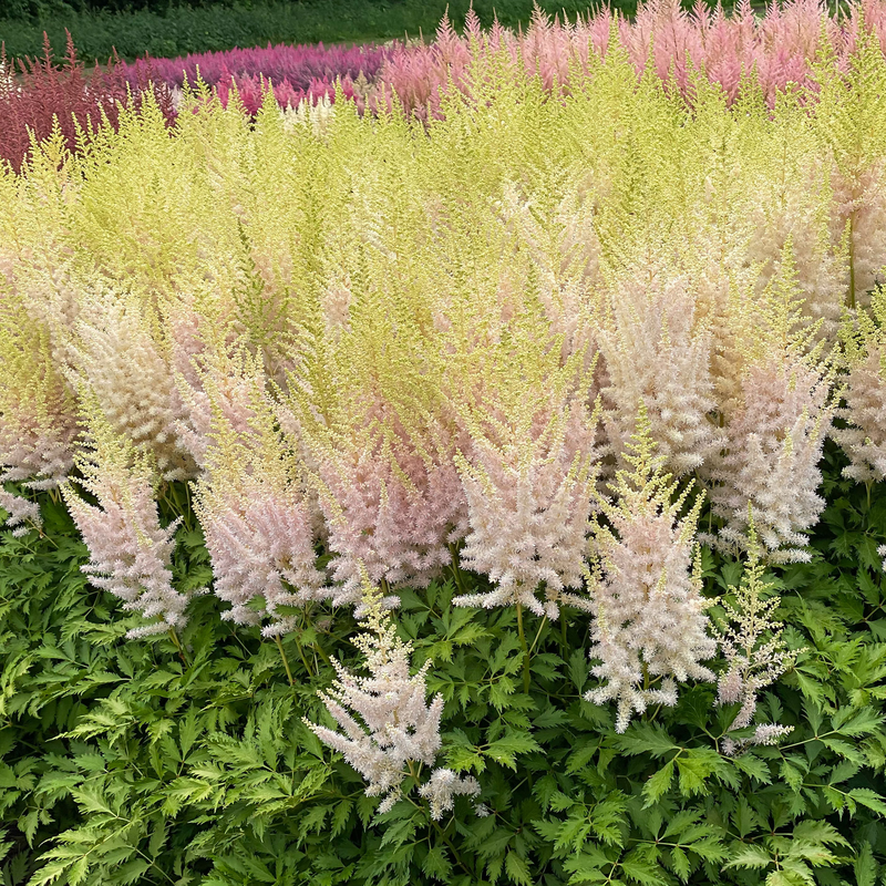Fleurs d'astilbe 'Lait et Miel'