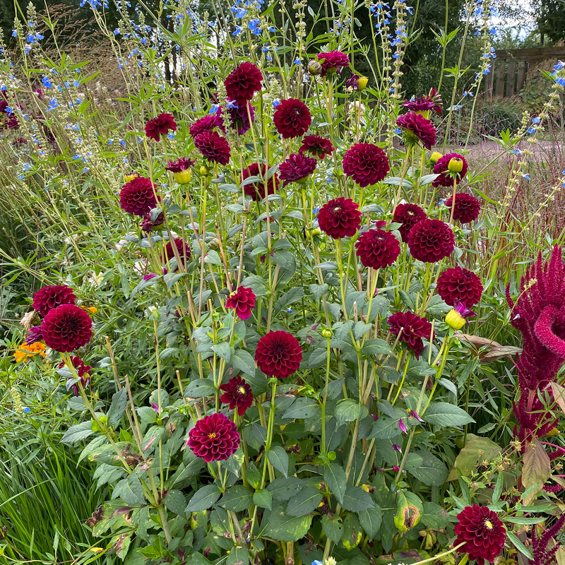 Dahlia «&nbsp;Mille et une nuit&nbsp;»