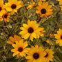 Gros plan sur les fleurs jaunes de faux tournesol 'Touch of Blush' à cœur foncé.