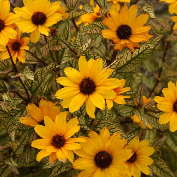 Gros plan sur les fleurs jaunes de faux tournesol 'Touch of Blush' à cœur foncé.
