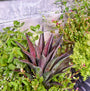 Mangave pourpre planté dans le sol