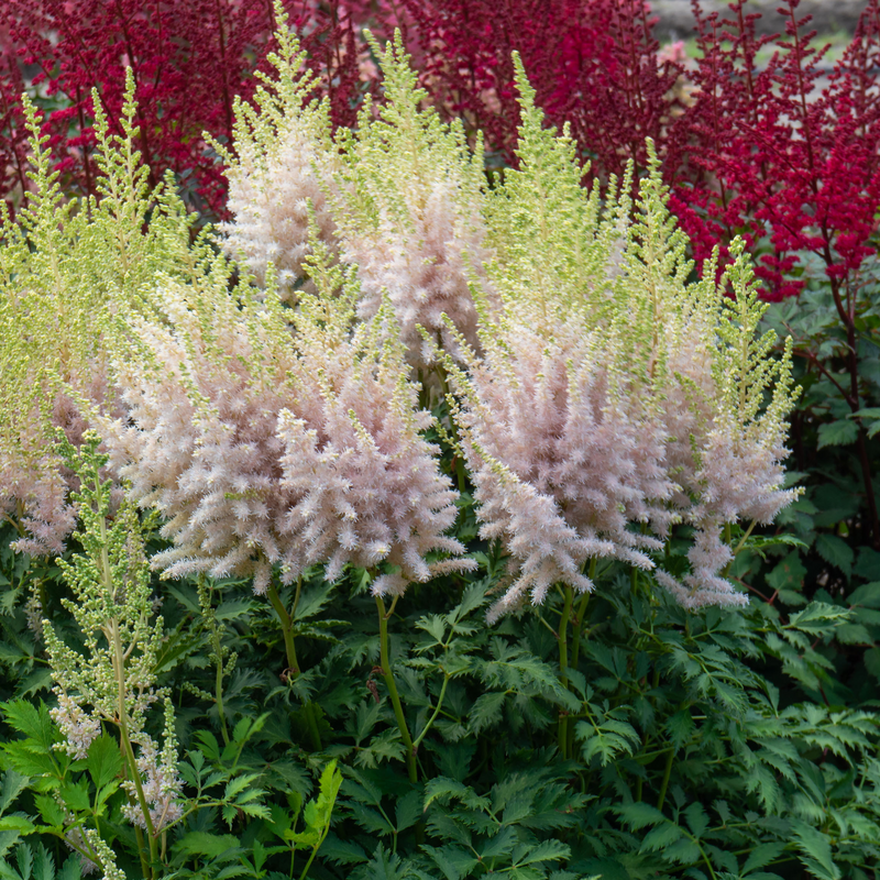 Fleurs d'astilbe 'Lait et Miel'