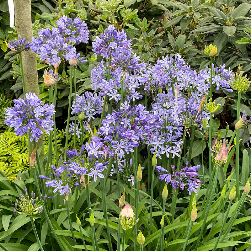 'Dr. Brouwer' Lily-of-the-Nile blue flowers