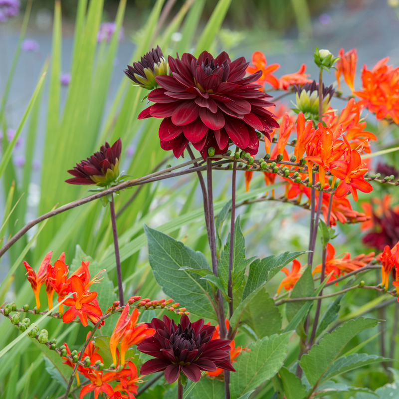 Dahlia «&nbsp;Mille et une nuit&nbsp;»