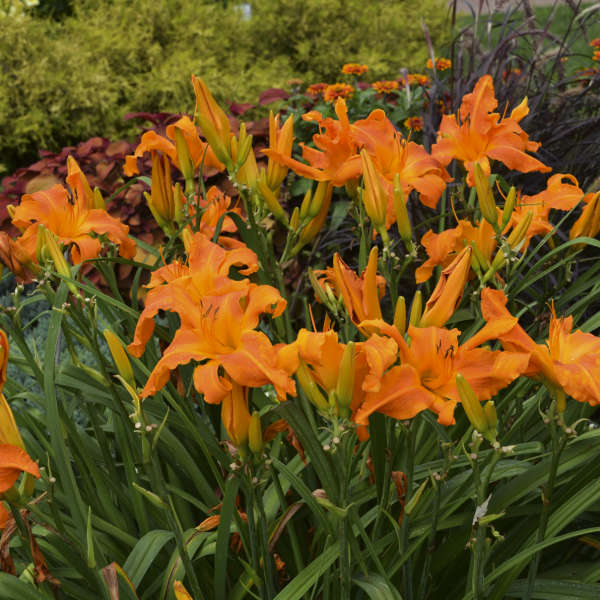 Hémérocalle Rainbow Rhythm 'Primal Scream', fleurs orange mandarine aux pétales étroits et frisés.