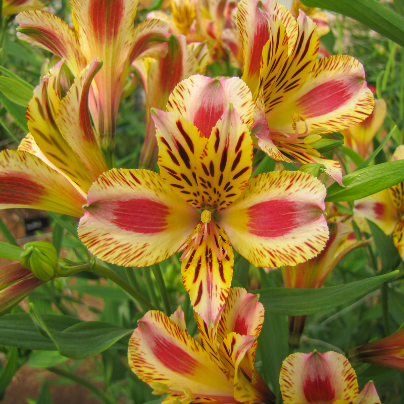 'Duchess Marguerite' Peruvian Lily For Sale Perennials Great Garden