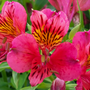 'Majestic Tierce' Peruvian Lily close up of pink flower with black stripes