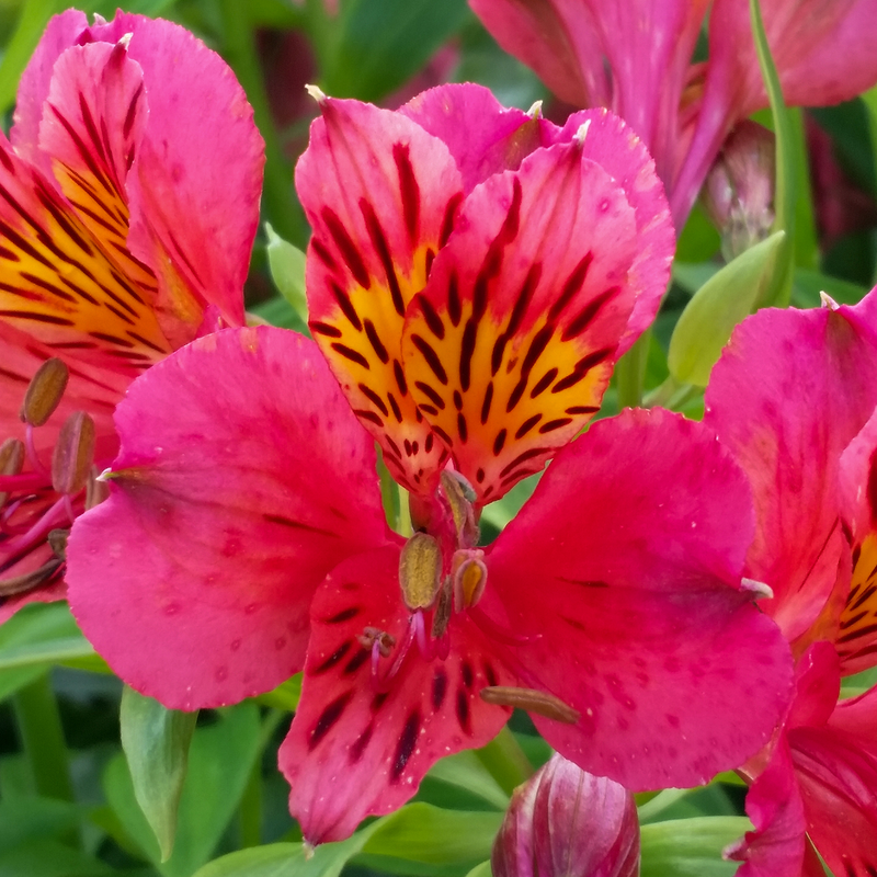 'Majestic Tierce' Peruvian Lily close up of pink flower with black stripes