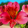 'Majestic Tierce' Peruvian Lily close up of pink flower with black stripes