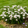 Totally Stoked™ 'Whitecaps' Stoke's Aster has compact dense habit with white flowers.