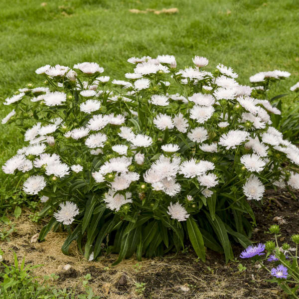 Totally Stoked™ 'Whitecaps' Stoke's Aster has compact dense habit with white flowers.