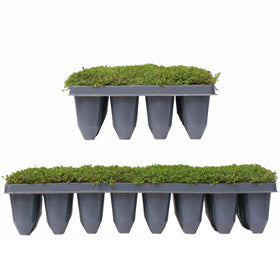 32 landscape plug flat