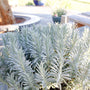 Silvery lavender foliage