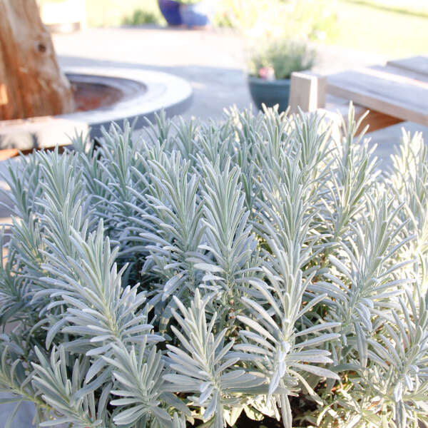 Silvery lavender foliage