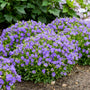 Des fleurs bleu-violet se dressent au-dessus d'un feuillage vert compact.