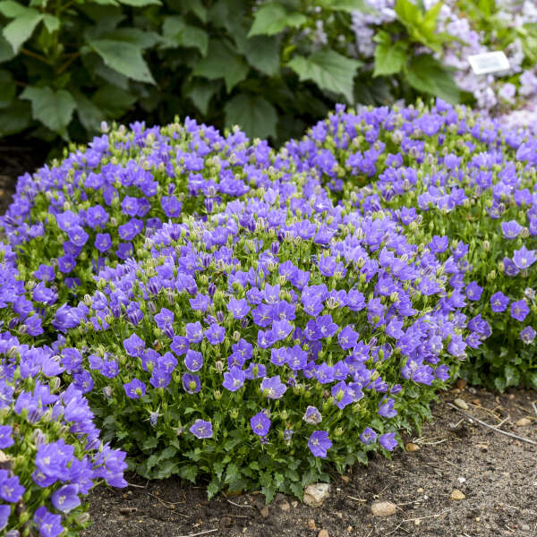 Des fleurs bleu-violet se dressent au-dessus d'un feuillage vert compact.