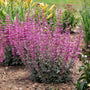 épis de fleurs roses de la menthe colibri