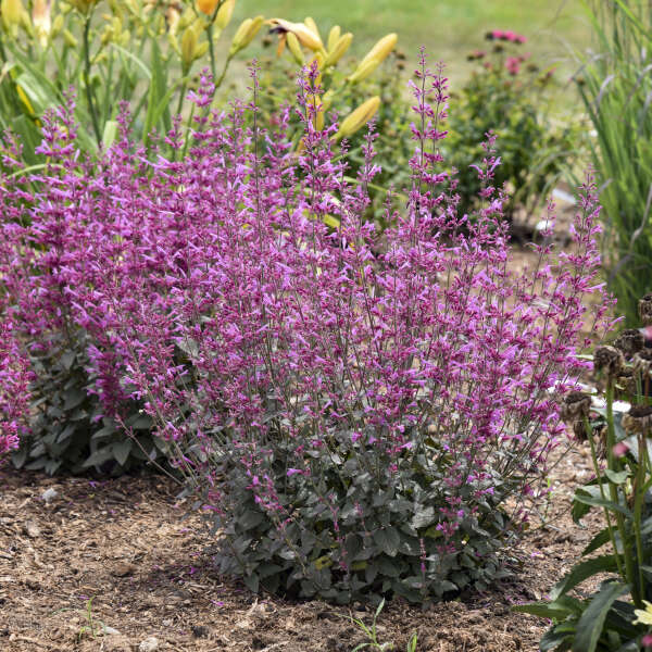 épis de fleurs roses de la menthe colibri