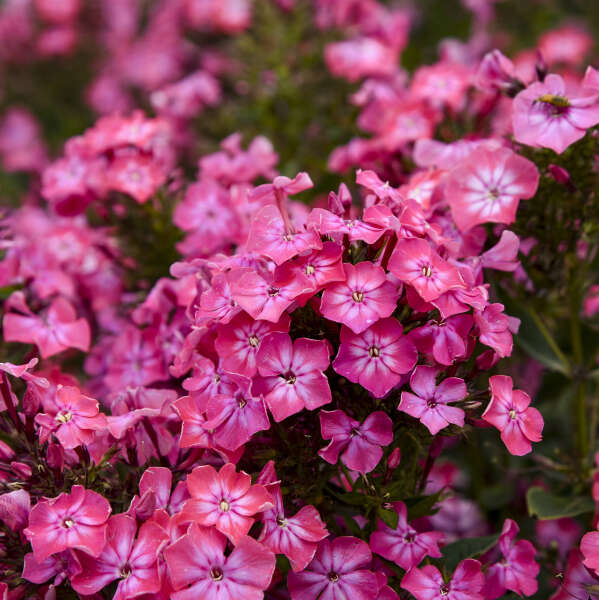 Close up of Luminary® 'Pink Lightning' Phlox bright pink flowers with white starburst pattern.