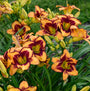 Rainbow Rhythm 'Blazing Glory' Daylily has golden yellow flowers with bold burgundy edges.