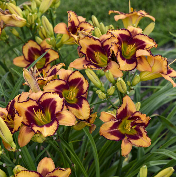 Rainbow Rhythm 'Blazing Glory' Daylily has golden yellow flowers with bold burgundy edges.